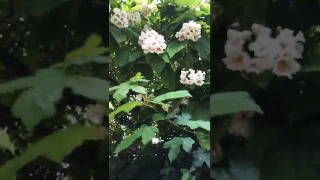 Фиалковое Дерево в Калининграде смотреть онлайн
