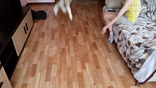 Смертельное кошачье сальто смотреть онлайн