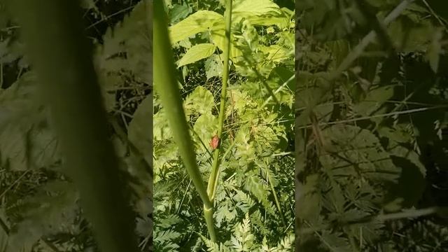 жук красно-черный полосатик смотреть онлайн