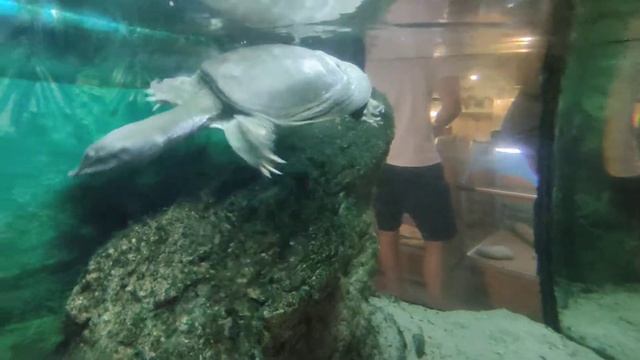 Одесса, океанариум, 2021(1)