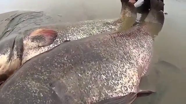 Самый большой Сом в Мире.... смотреть онлайн