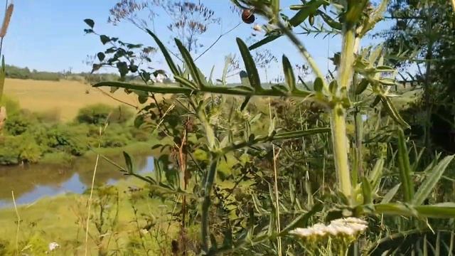 Как звучал Одоев... смотреть онлайн