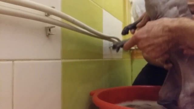 КАК ПОМЫТЬ СФИНКСА смотреть онлайн