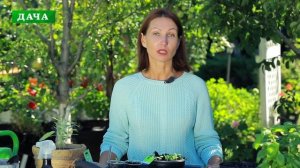 ШАЛФЕЙ ЛЕКАРСТВЕННЫЙ - выращивание и уход, полезные свойства и применение