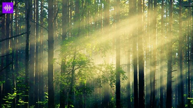? Morning Forest Ambient Sound with ? Birds Singing | Relaxing Sound of the Nature - High Quality смотреть онлайн