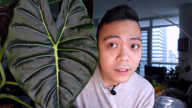 Plant Updates 😍 - Plants In My Intro 💚 | Monstera Thai Constellation, Melanochrysum, Billietiae смотреть онлайн