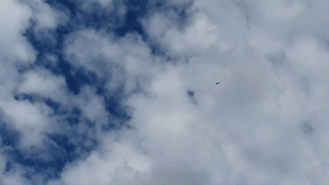 Störche.Leylekler.Storks.اللقالق. смотреть онлайн