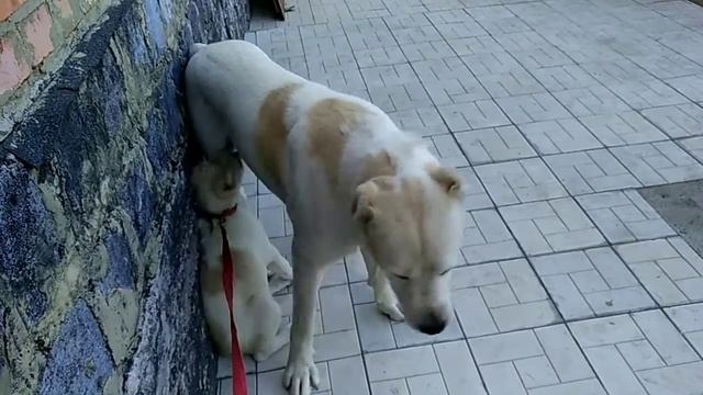 АЛАБАЙКА САМА УЧИТ ЩЕНКА ? ФИНАЛ ?? смотреть онлайн