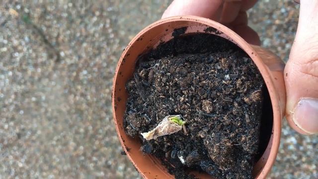 Germinado De Acer Platanoides смотреть онлайн