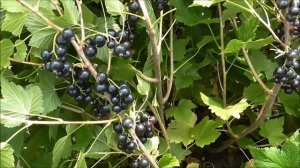 СЕЛЕЧЕНСКАЯ-2 -  сладкий сорт смородины  раннего срока созревания.