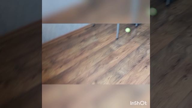 Пол это лава.mp4