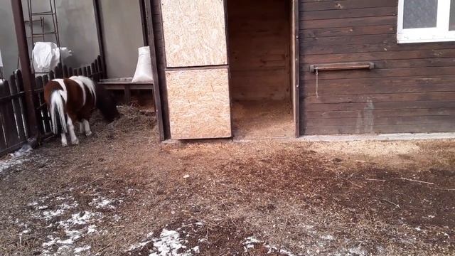 Индоутка. Чем проглистовать уток .Как взвесить живую утку без проблем . смотреть онлайн