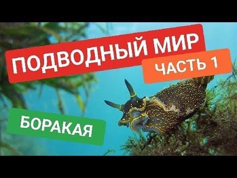 Подводный мир Боракая | Тестирую подводную съёмку. Часть 1 смотреть онлайн