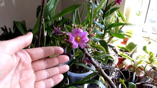 My Pereskia diaz-romeroana Cactus in beautiful Flower - Rare Cactus смотреть онлайн