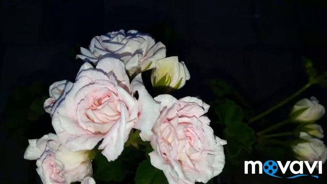 Пеларгония Rococo розебудный иви-гибрид смотреть онлайн