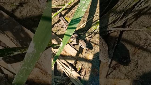 Ящірка на озері смотреть онлайн