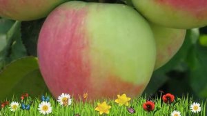 Яблоня поздняя Северный синап ? Обзор: посадка и уход. саженцы, крупномеры: описание и особенности