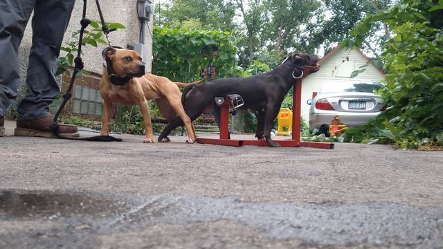 We have been highly favored with the bulldog Gods as of late смотреть онлайн