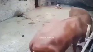 корова напала на ребёнка // a cow attacked a child