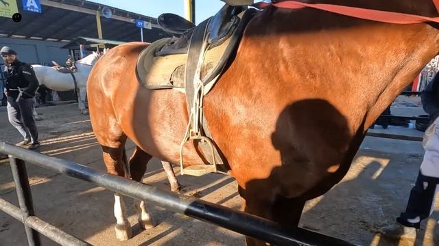 ОТ БОЗОР! КОННЫЙ РЫНОК УЗБЕКИСТАНА! HORSE MARKET!PFERDEMARKT смотреть онлайн