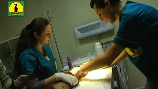 Багира смотреть онлайн