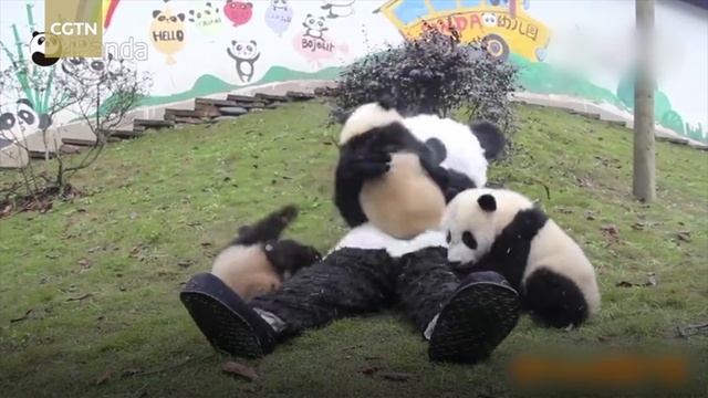 Giant panda keeper in panda costume interacts with cubs смотреть онлайн