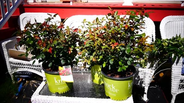 Кустовые розы.