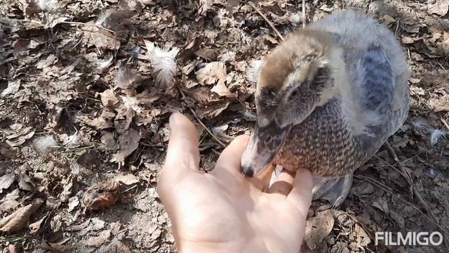 Выращиваем поздних утят - секреты успеха//Кормление и витаминные добавки смотреть онлайн