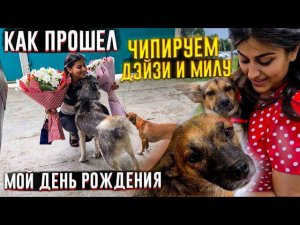 Как прошел мой ДР  Чипировали   Милу (Чичу) и Дейзи их забирают в Германию