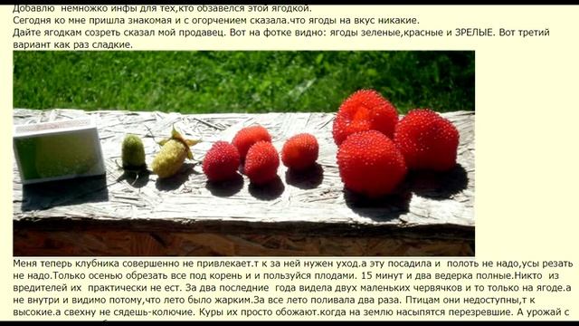Урожай с этой малины собирают ведрами. Земляничная малина в вашем саду смотреть онлайн