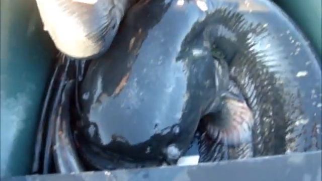 Хвалынский Сом смотреть онлайн