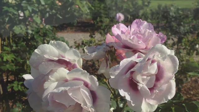 Victoria State Rose Garden Melbourne смотреть онлайн