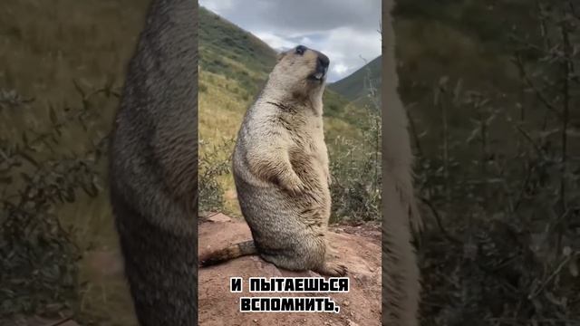 Лайфстайл с винтажными авто. Это ? смотреть онлайн