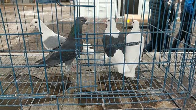 Ярмарка голубей в Алмате. 14.11.2020 г. смотреть онлайн