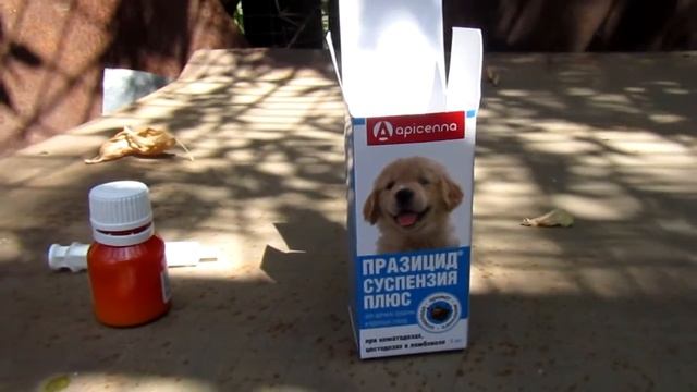 Щенки Русско-Европейской Лайки...20 дней отроду смотреть онлайн
