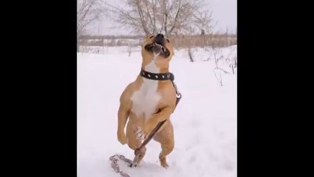 Стаффодом Восточное. Хани.avi смотреть онлайн