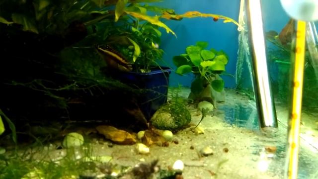 Карантин (передержка) для рыб и растений. Зачем он нужен и как правильно его проводить. смотреть онлайн