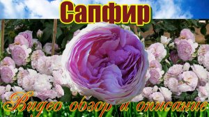 Роза Сапфир (Шраб) - Saphir (Tantau  2015)