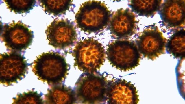 "Classification of Kingdom - Basidiomycota" смотреть онлайн