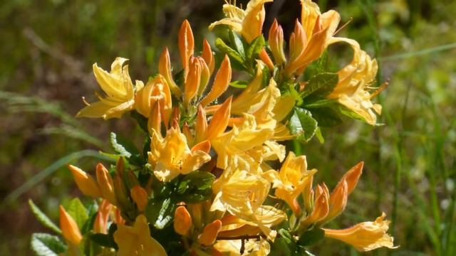 Pohjois Haagan Rhodopuistossa 3.6.2016 смотреть онлайн