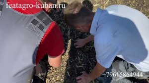 Посевы и обзор ПОСЕВНОГО КОМПЛЕКСА FEATAGRO N-12000 (Кущевский район)