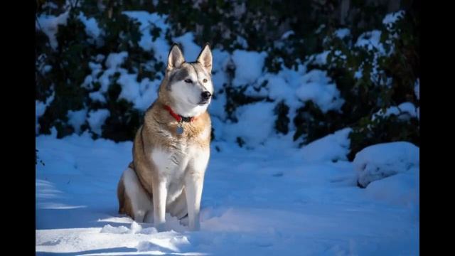 What are the Different Types and Breeds of Husky Dogs? How many Husky breeds are there? смотреть онлайн