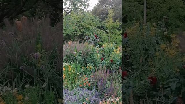 Vancouver BC Canada 🇨🇦 #stanleypark#2022 #september #vancouver Стенли Парк Роз