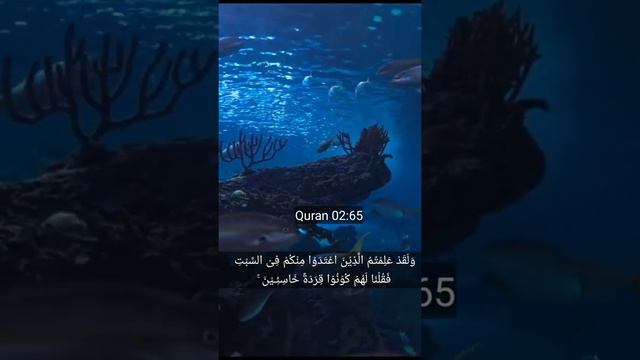 Quran 02:65-66 tarjuma in Urdu Surah Al-Baqara hindi Urdu Voice translation Hindi urdu#quran#urdu смотреть онлайн