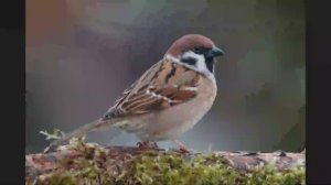 "Буква Й й и звук [й']＂ 1 класс. Обучение грамоте. Учитель Михайлова Людмила.