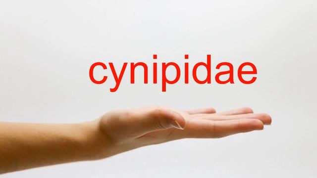 How to Pronounce cynipidae - American English смотреть онлайн