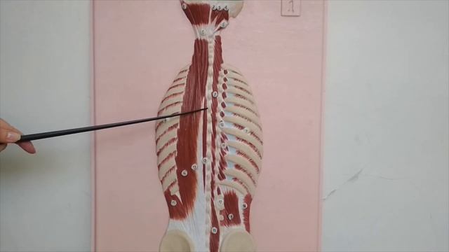 Мышцы и фасции грудной клетки и спины смотреть онлайн