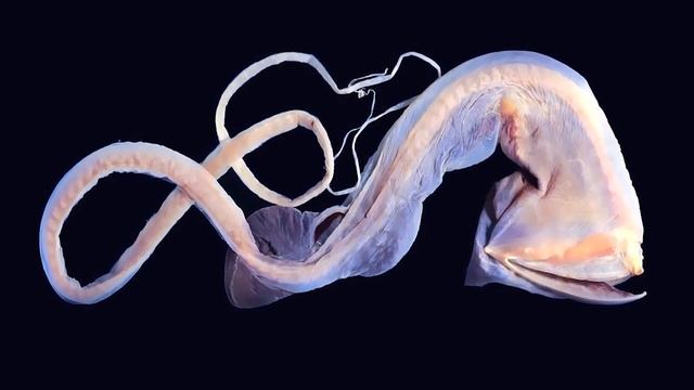 Монстры Марианской Впадины, Которые Действительно Существуют смотреть онлайн