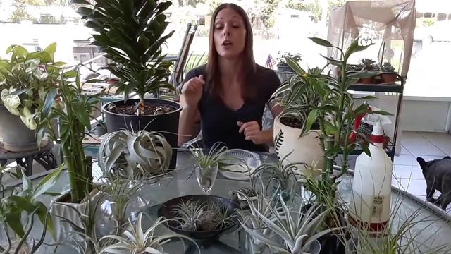 Reasons I get yellowing on my Dracaena Warneckii and Janet Craig plants?Keeping them healthy смотреть онлайн