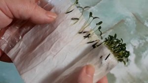 Прекрасная всхожесть бархатцев в пеленке за 4 дня